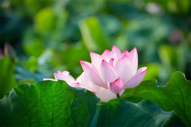 九游会老哥必备的交流社区_J9俱乐部论坛首页