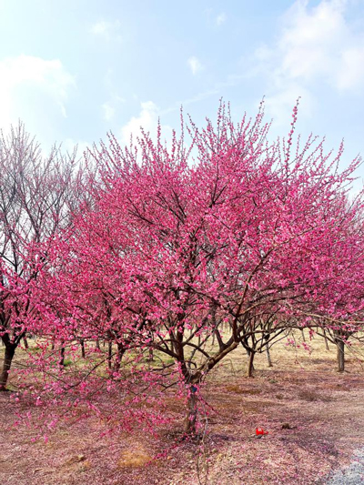 九游会老哥必备的交流社区_J9俱乐部论坛首页