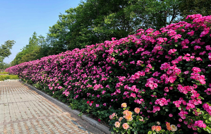 九游会老哥必备的交流社区_J9俱乐部论坛首页