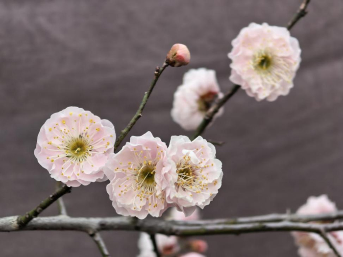 九游会老哥必备的交流社区_J9俱乐部论坛首页